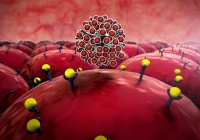 Cellular имунитет, който го vitaportal - Здраве и медицина