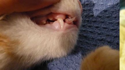 При промяна на зъбите на котенца