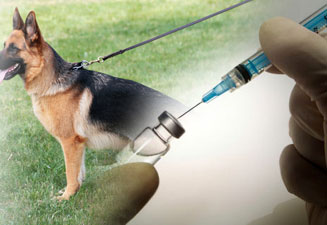 Когато за ваксиниране на кученца Шепърд, фото и видео