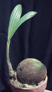 кокосова палма