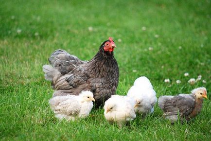 Coccidiosis у пилета, кокошки, бройлери симптоми, лечение