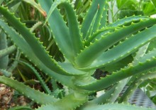 Chlorophytum растение насоки за грижа и репродукция в дома