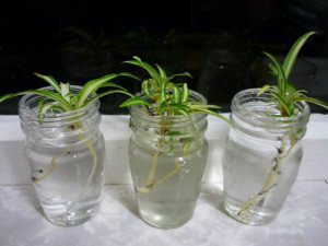 Chlorophytum растение насоки за грижа и репродукция в дома