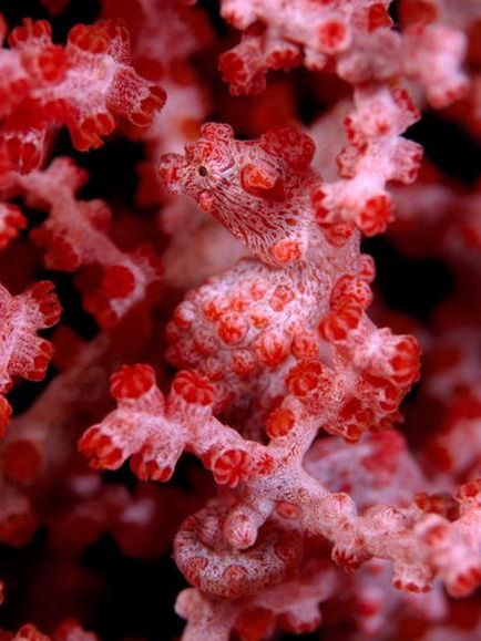 Коралите - това животно или растение, където са открити корали в природата