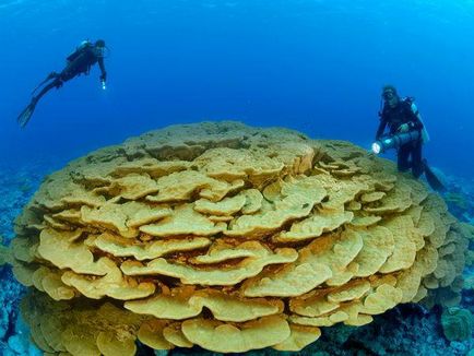 Коралите - това животно или растение, където са открити корали в природата