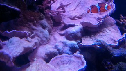 Coral заболяване - профилактика и лечение на корали • orphek