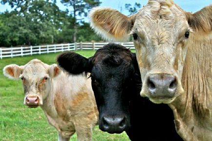 Хранене диетата крави, колко да се хранят, сено