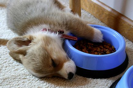 Хранене кученца до 6 месеца, какво и колко да се хранят кученца приблизителна диета