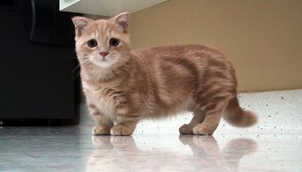 Късокраки Munchkin котка снимка, описание порода