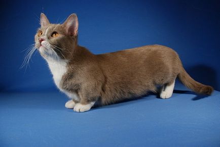 Късокраки Munchkin котка снимка, описание порода