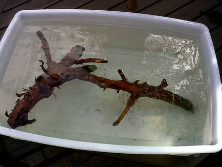 Driftwood за аквариум, която може да се използва и как да го направите сами