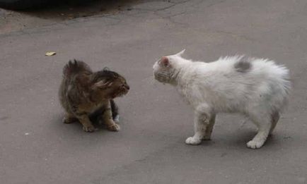 Feline бой, когато две котки, които не могат да бъдат само вкъщи