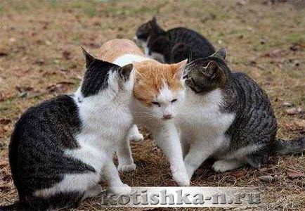 сватба поведение Котешко на котки по време на оплождането - фауна