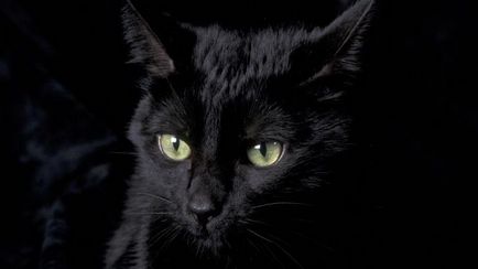 черна котка