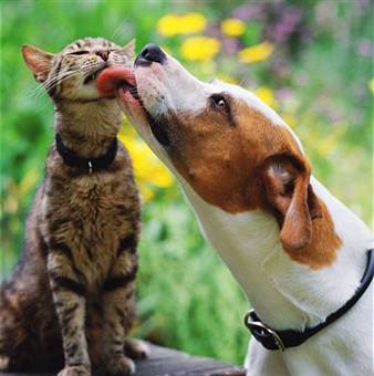 Котка и куче живеят заедно - как да се направи приятели