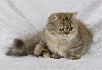 Cat Nap Фото & Видео, цена, описание порода, характер