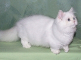 Наполеон снимка котка, описание порода, характеристики и цена