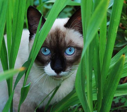 Cat - описание на породата, размножаване, навиците, снимки