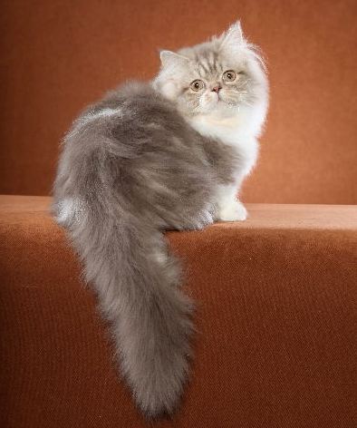 Cat порода Наполеон характер, грижа, цена, функции