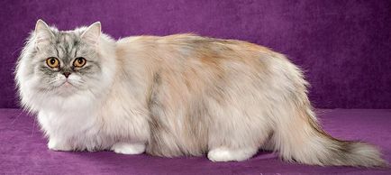 Cat порода Наполеон характер, грижа, цена, функции