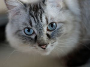 Краля на котка и описание на характера на породата, преглед на собствениците