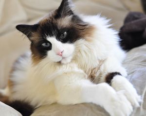 Краля на котка и описание на характера на породата, преглед на собствениците