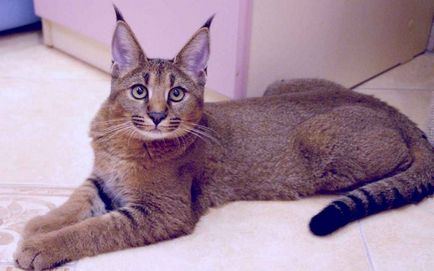 Lynx котка - порода, като котка тръс с пискюли на ушите