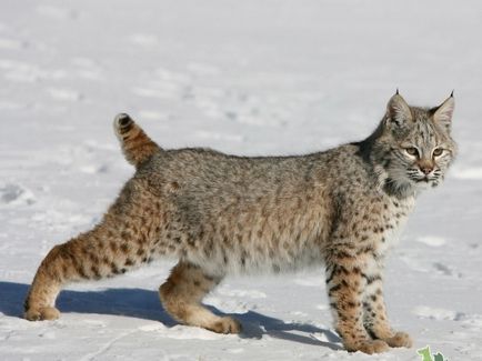 Lynx котка - порода, като котка тръс с пискюли на ушите