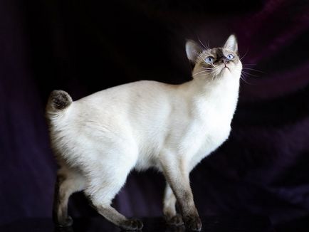 Котка и Bobtail и други породи котки без опашка; котка и котка без опашка, подобна на Lynx