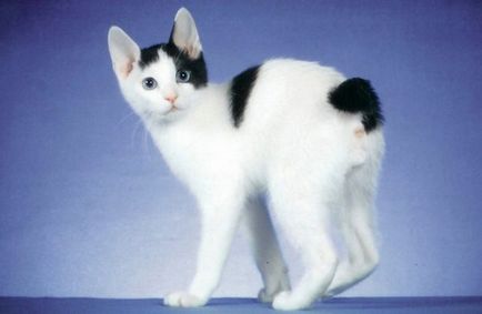 Котка и Bobtail и други породи котки без опашка; котка и котка без опашка, подобна на Lynx