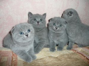 Британските клепоух снимки на котки, храна и грижи за коте британски (британски) Британските клепоух снимки на котки, храна и грижи за британската коте
