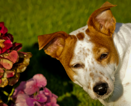 Кожни заболявания при кучета (снимка, симптоми и лечение)