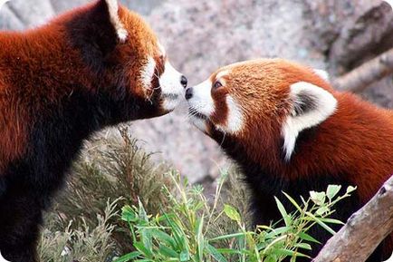 Червената панда, червена панда, животни