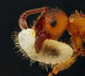 Червени мравки външен вид, начин на живот и околната среда