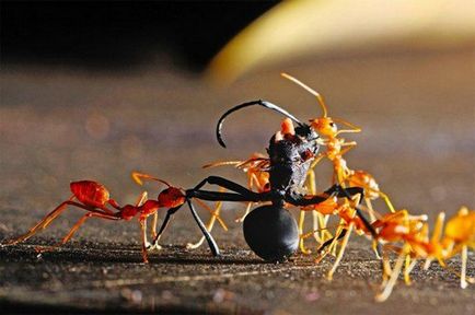 Червени мравки външен вид, начин на живот и околната среда