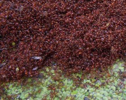 Red (огън) описание на мравки, където те живеят, размножаване, как да се отървете