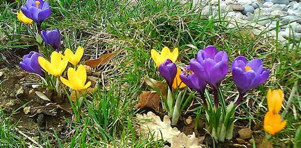 Crocus засаждане и грижи, видове и разновидности, снимки