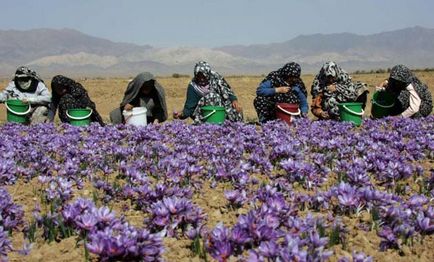Crocus цвете засаждане и грижи в дома Picture (Снимка) Crocus цвете засаждане и грижи в дома си снимка