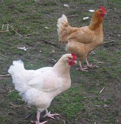 Пилета, птиче месо, класификация на скали, общи характеристики, външен вид, храненето и хранене,