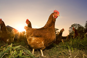 Полагане съдържание кокошки у дома - жена и ден