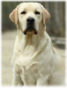 Лабрадор ретривър - снимка, поддръжка и грижа за кученцата, хранене, болест