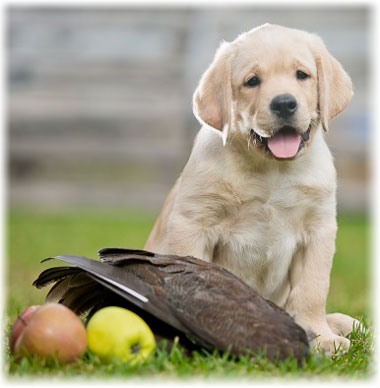 Лабрадор ретривър - снимка, поддръжка и грижа за кученцата, хранене, болест