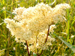 Лечебните свойства на Meadowsweet и неговите противопоказания (свойства) Лечебните свойства на Meadowsweet и неговите противопоказания