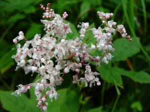 Лечебните свойства на Meadowsweet и неговите противопоказания (свойства) Лечебните свойства на Meadowsweet и неговите противопоказания