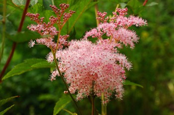 Лечебните свойства на Meadowsweet и неговите противопоказания (свойства) Лечебните свойства на Meadowsweet и неговите противопоказания