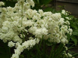 Лечебните свойства на Meadowsweet и неговите противопоказания (Meadowsweet) Лечебните свойства на Meadowsweet и неговите противопоказания