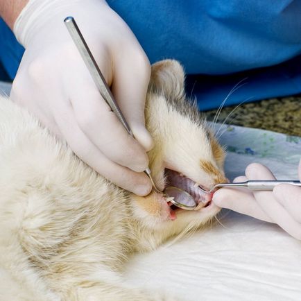 зъбен камък лечение на котка