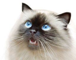 зъбен камък лечение на котка