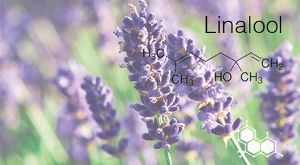 Linalool (линалол) повреда в козметиката и парфюмите