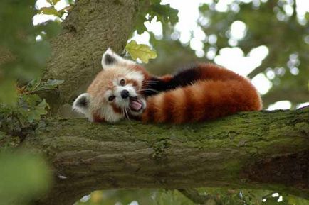 Firefox лисица с лого или червената панда